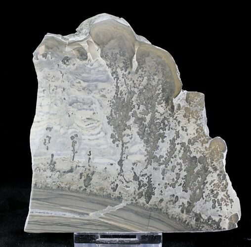 Triassic Aged Stromatolite Fossil - England #23229